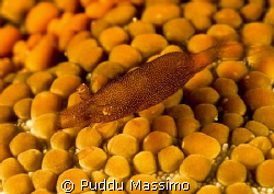 bunaken,nikon d2x 60mm macro by Puddu Massimo 
